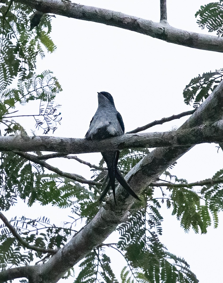 Gray-rumped Treeswift - ML623990160