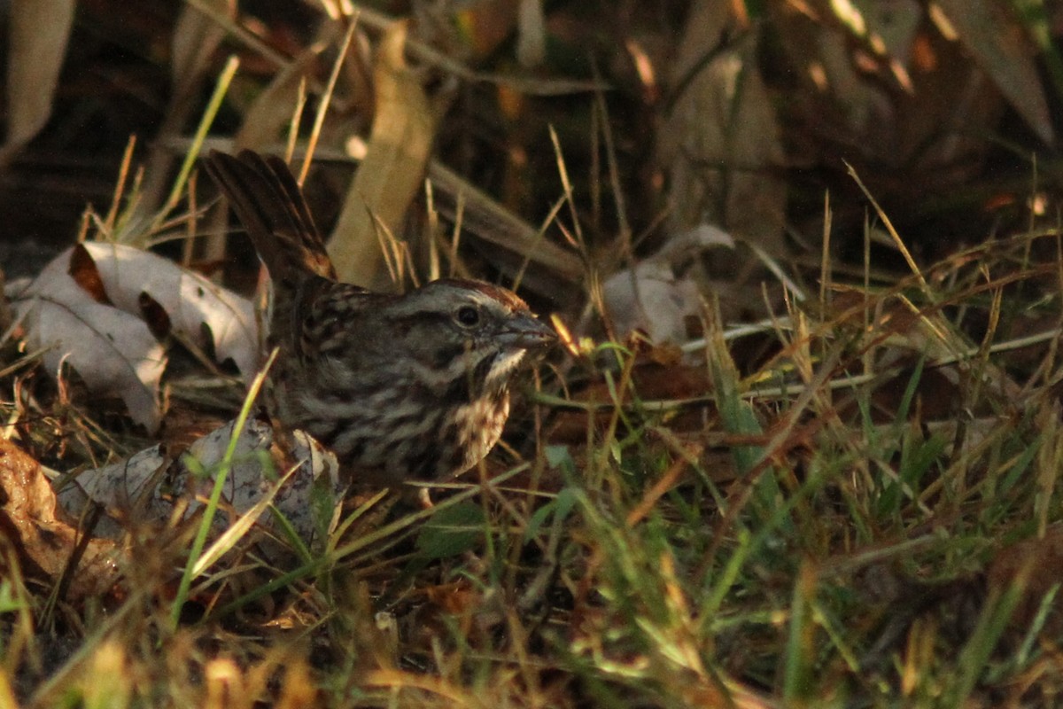 Song Sparrow - ML623990163