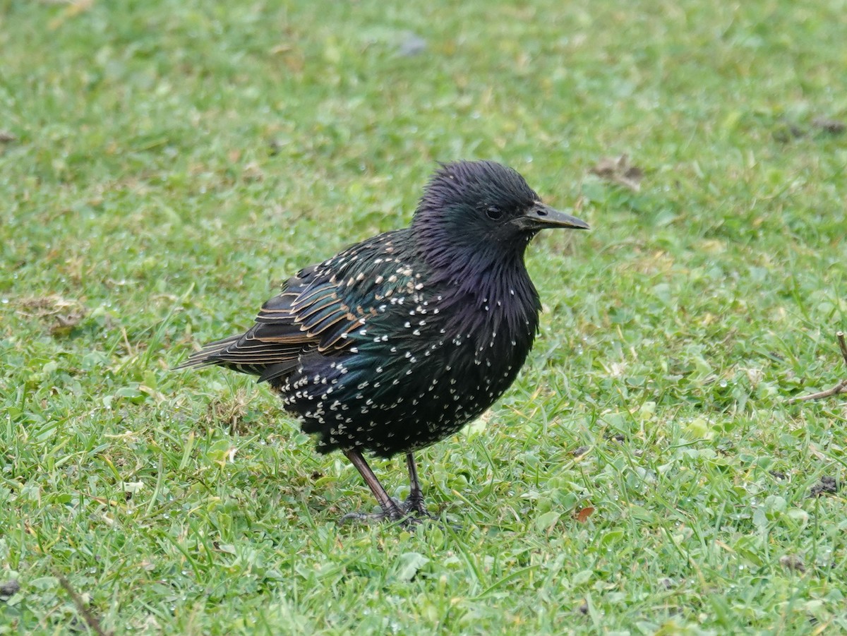 European Starling - ML623990169