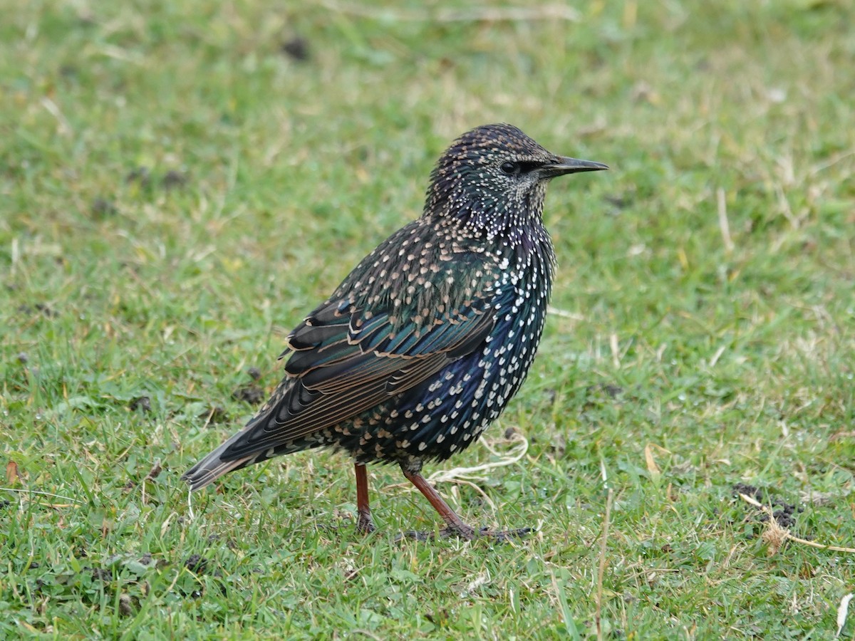 European Starling - ML623990170