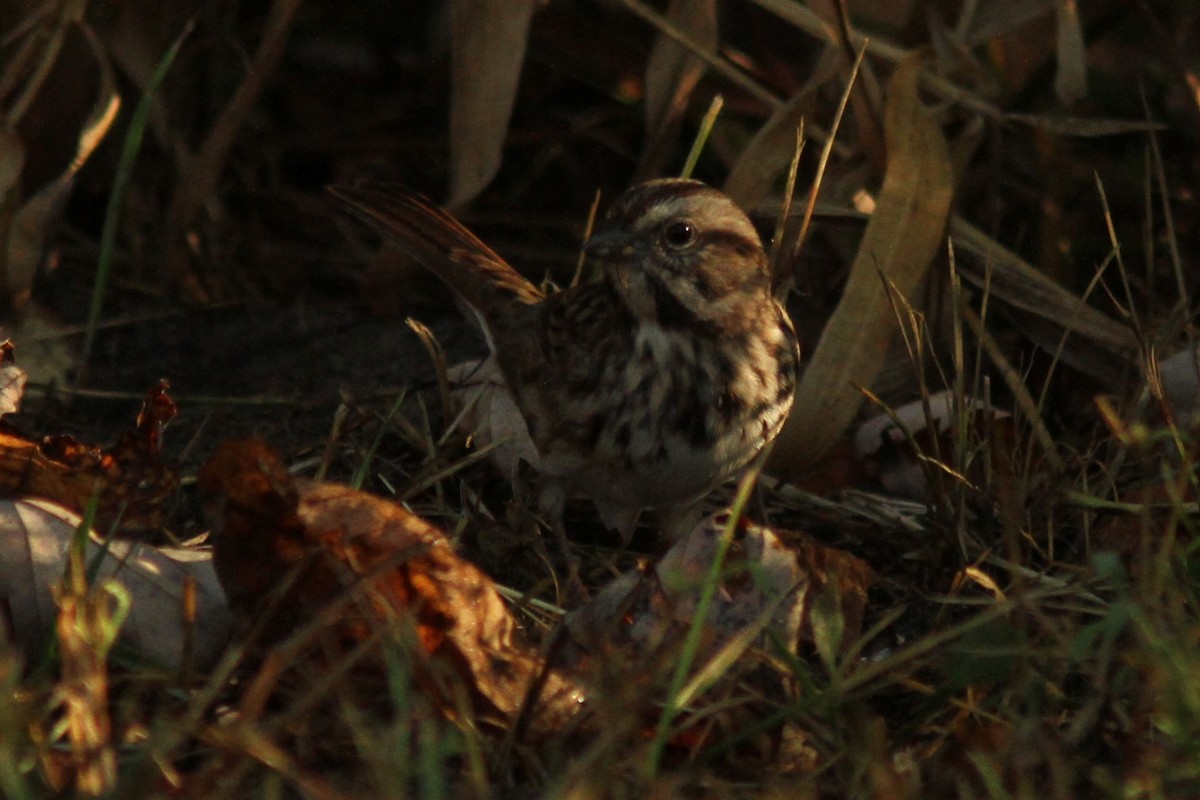 Song Sparrow - ML623990193