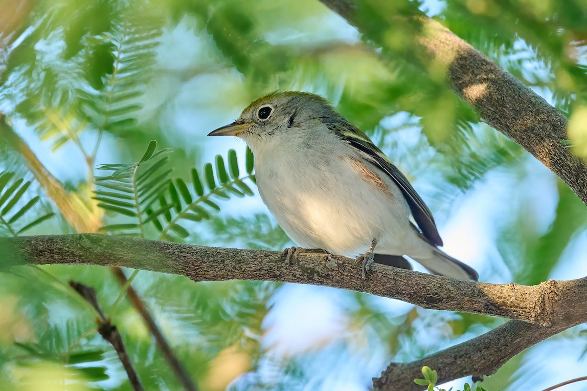 Chestnut-sided Warbler - ML623990198