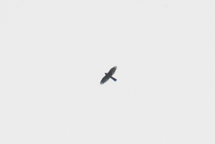 Accipiter sp. - ML623990200