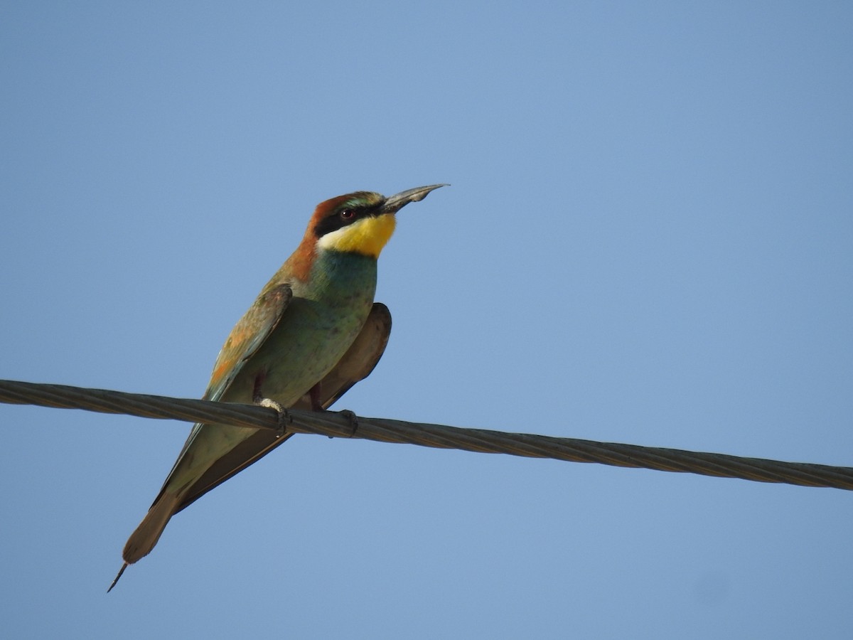 European Bee-eater - ML623990203