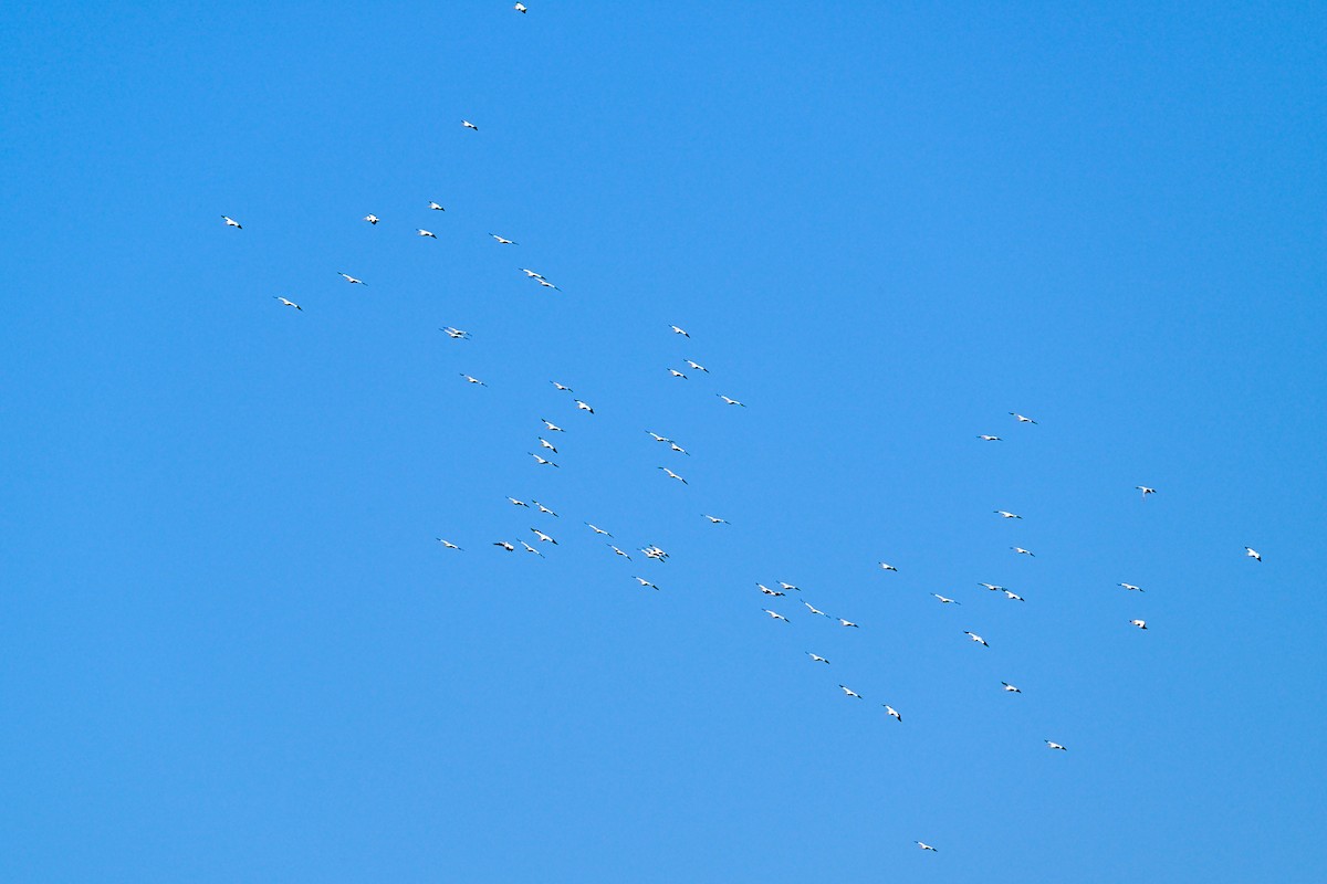 American White Pelican - ML623990208
