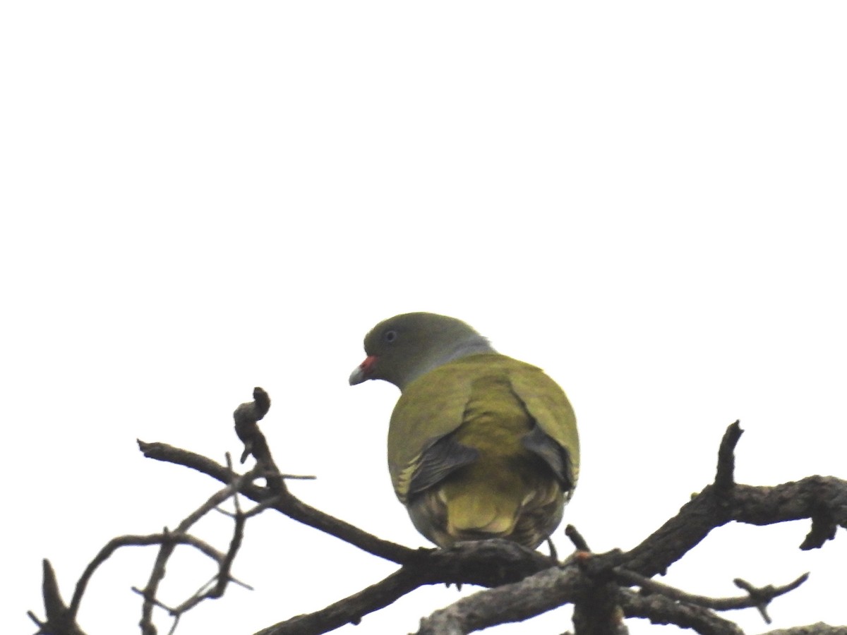 African Green-Pigeon (Gray-breasted) - ML623990211