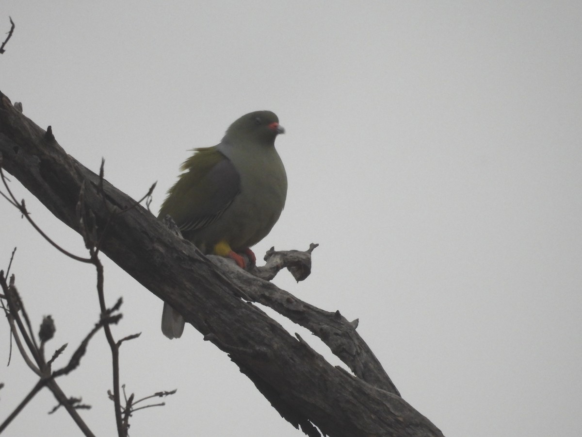 African Green-Pigeon (Gray-breasted) - ML623990212