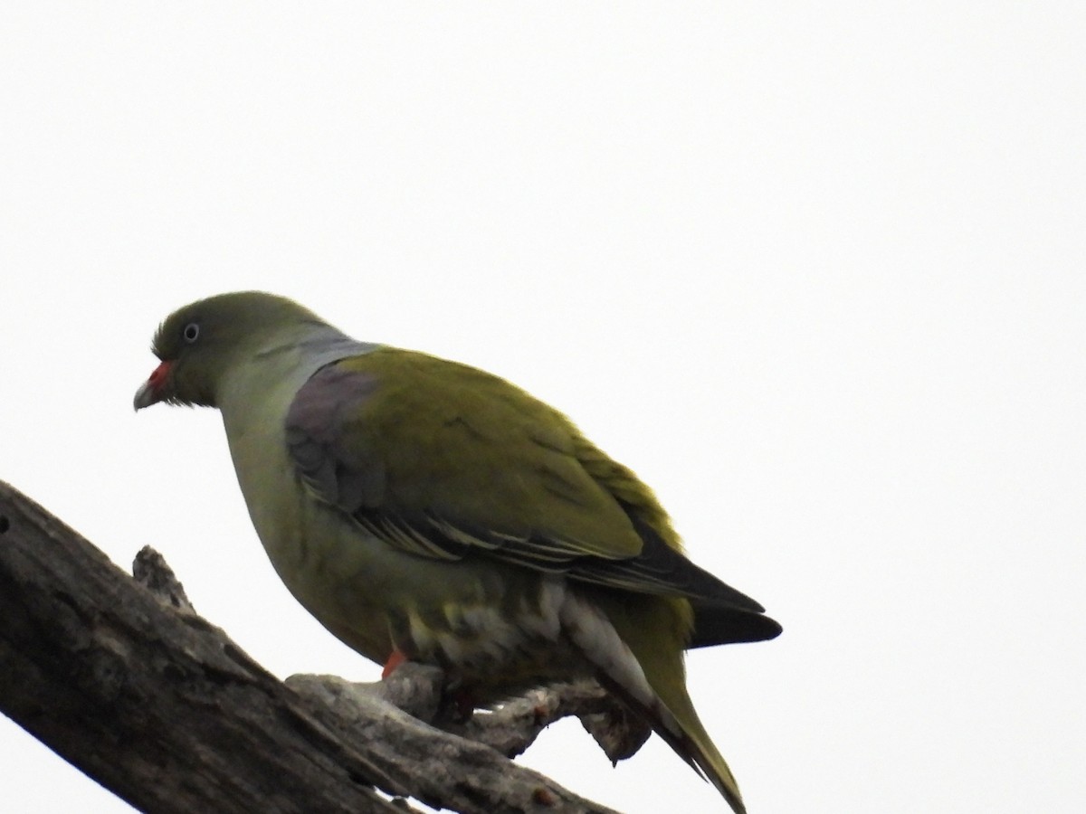 African Green-Pigeon (Gray-breasted) - ML623990213