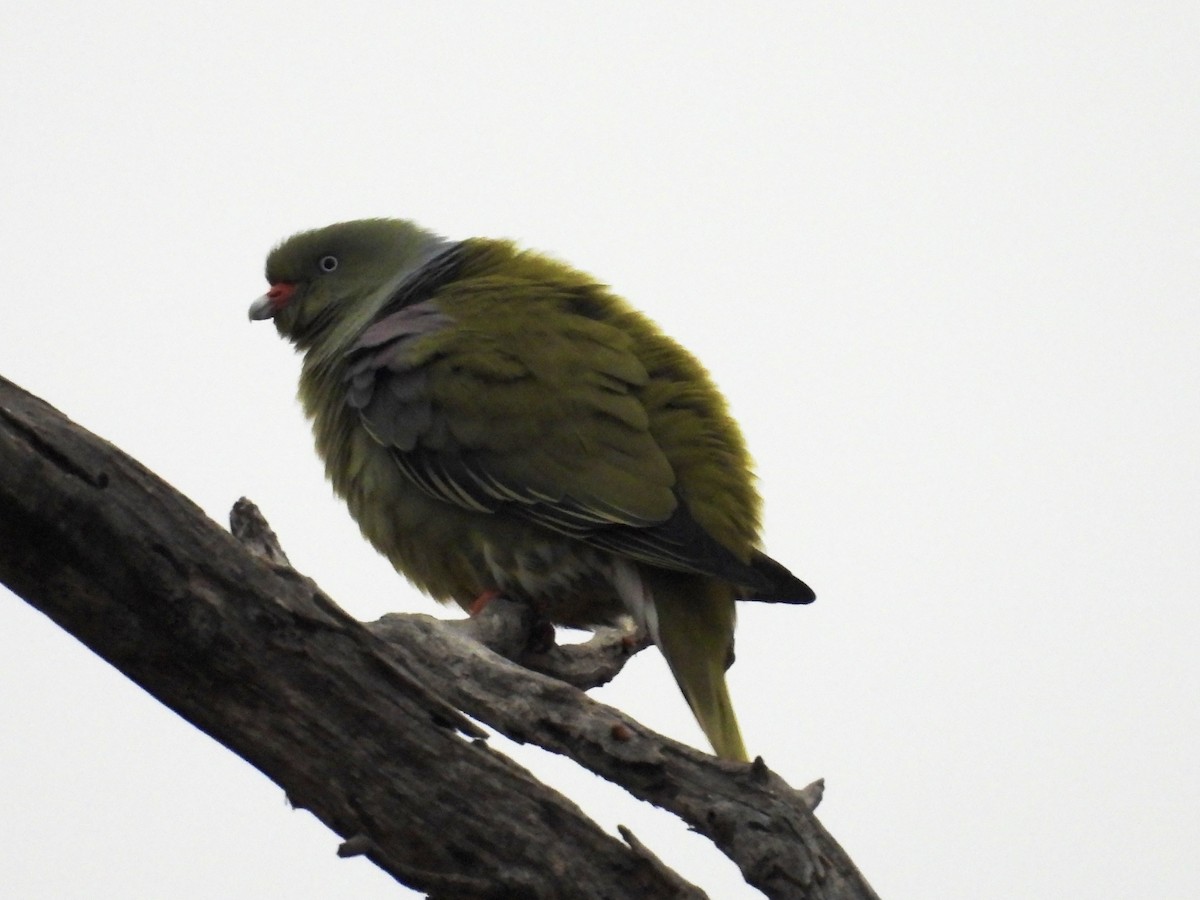 African Green-Pigeon (Gray-breasted) - ML623990214