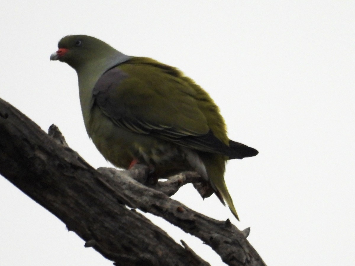 African Green-Pigeon (Gray-breasted) - ML623990215