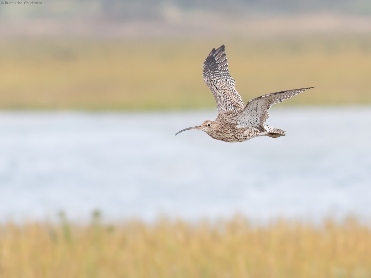 Eurasian Curlew - ML623990222