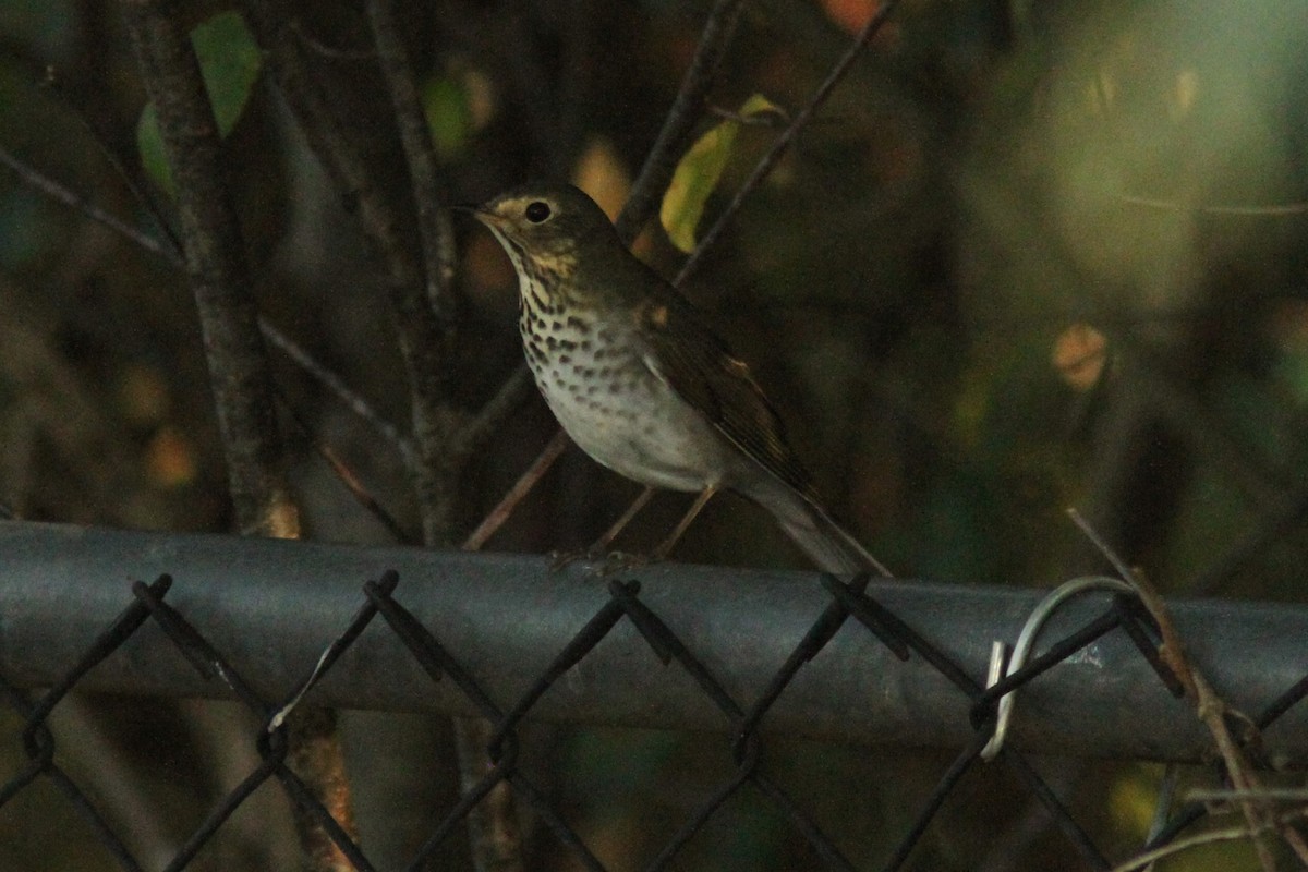 Swainson's Thrush - ML623990234