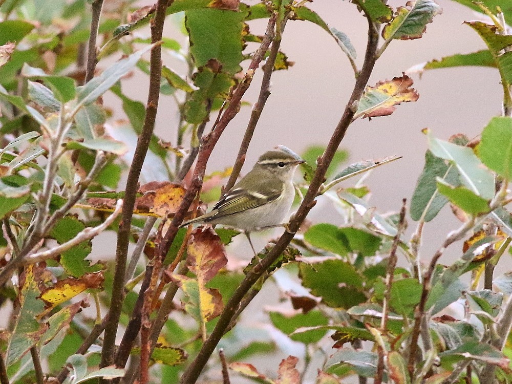 Yellow-browed Warbler - ML623990238