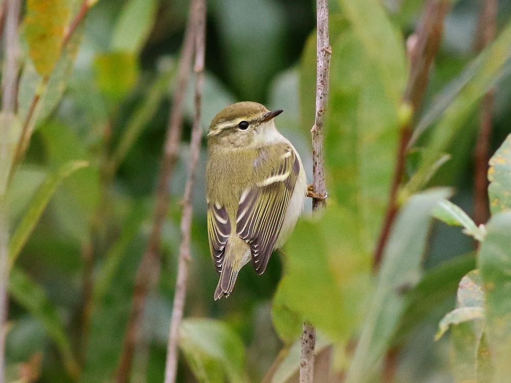 Yellow-browed Warbler - ML623990245