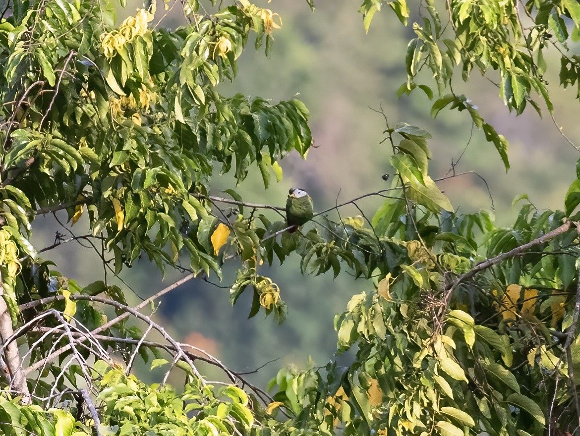 Black-naped Fruit-Dove - ML623990267