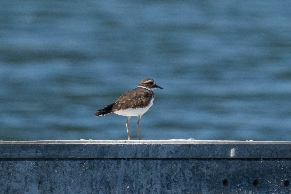 Killdeer - ML623990268