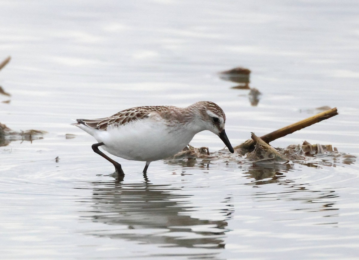 Semipalmated Sandpiper - Jesus Carrion Piquer