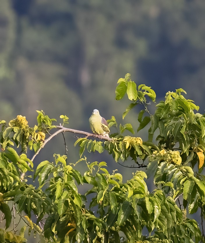 Gray-cheeked Green-Pigeon - ML623990272