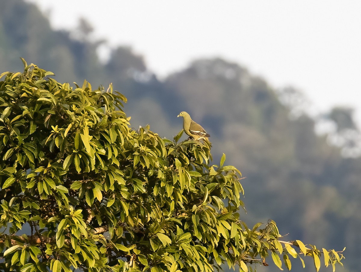 Gray-cheeked Green-Pigeon - Peter Seubert