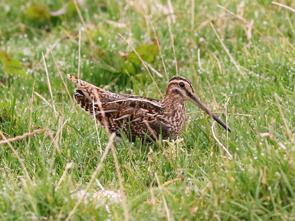 Common Snipe - ML623990276