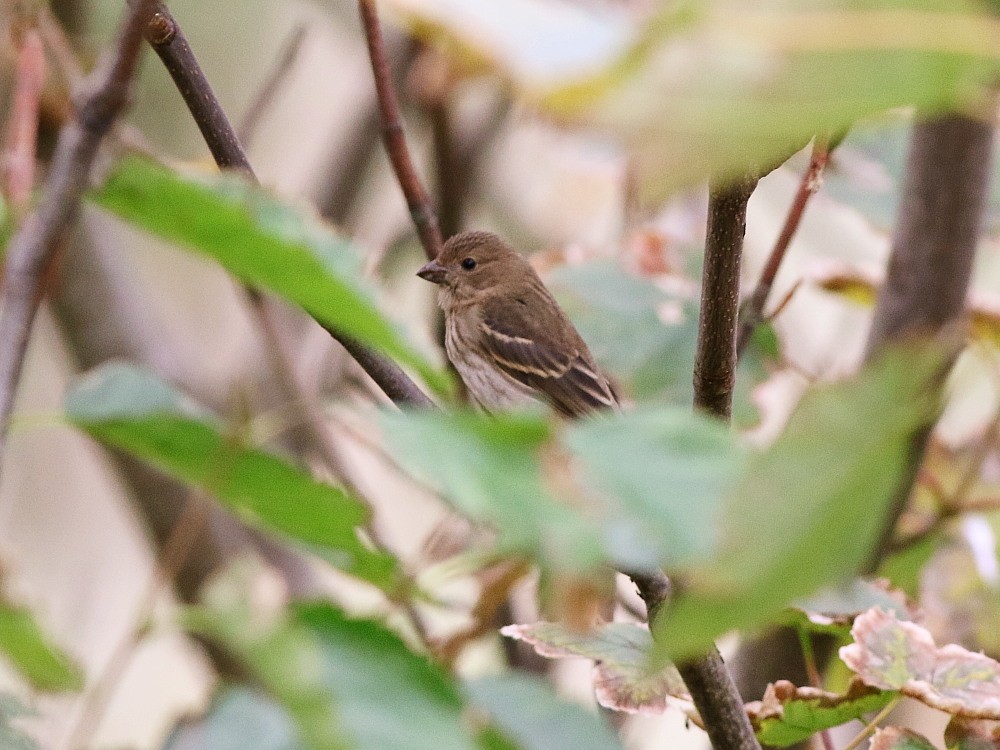 Common Rosefinch - ML623990295