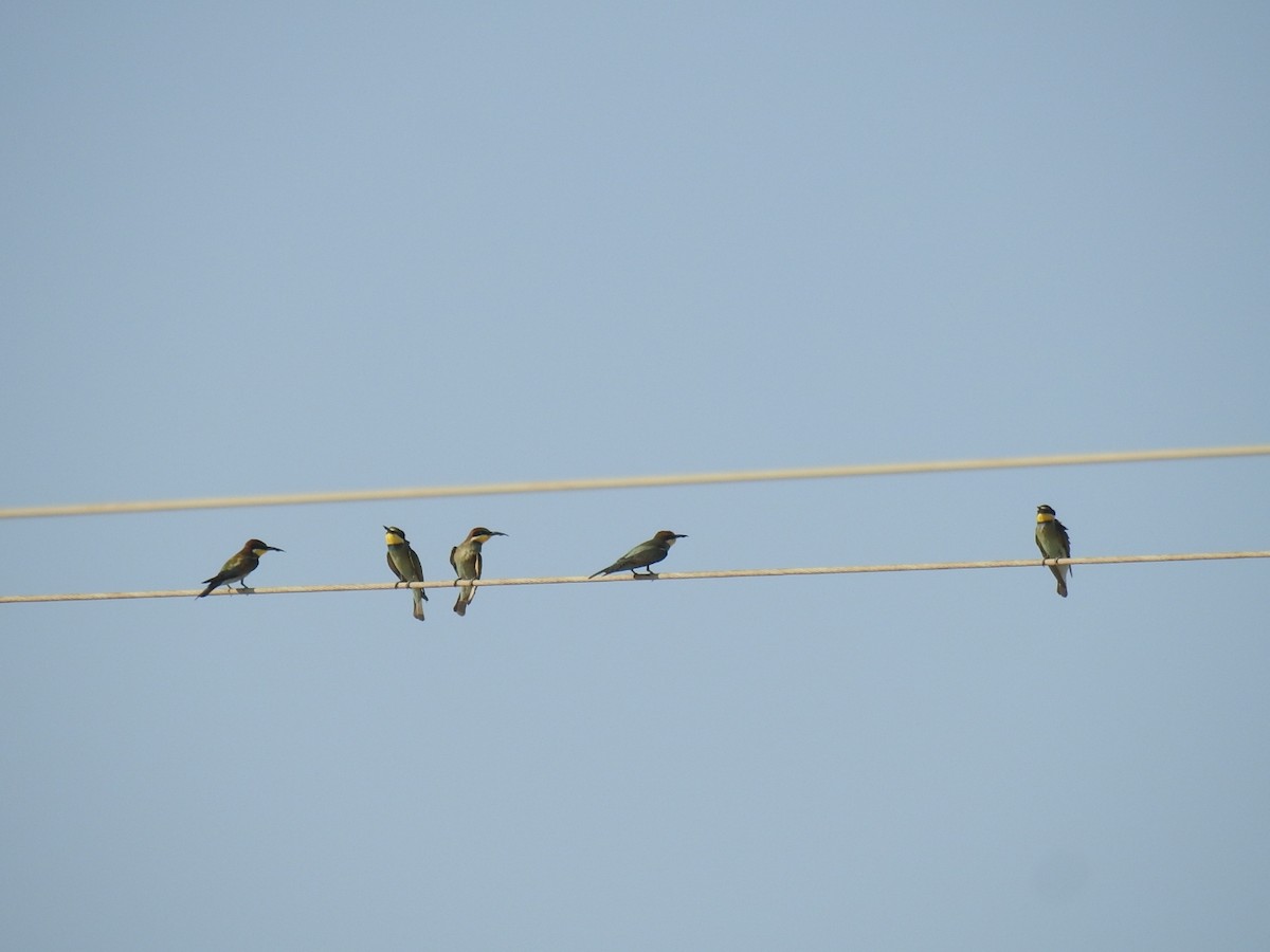 European Bee-eater - ML623990299