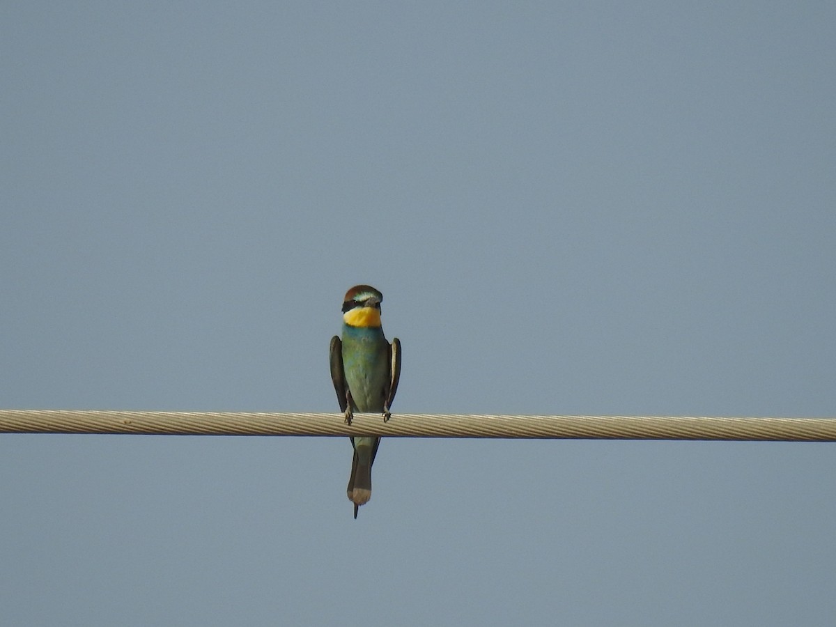 European Bee-eater - ML623990300