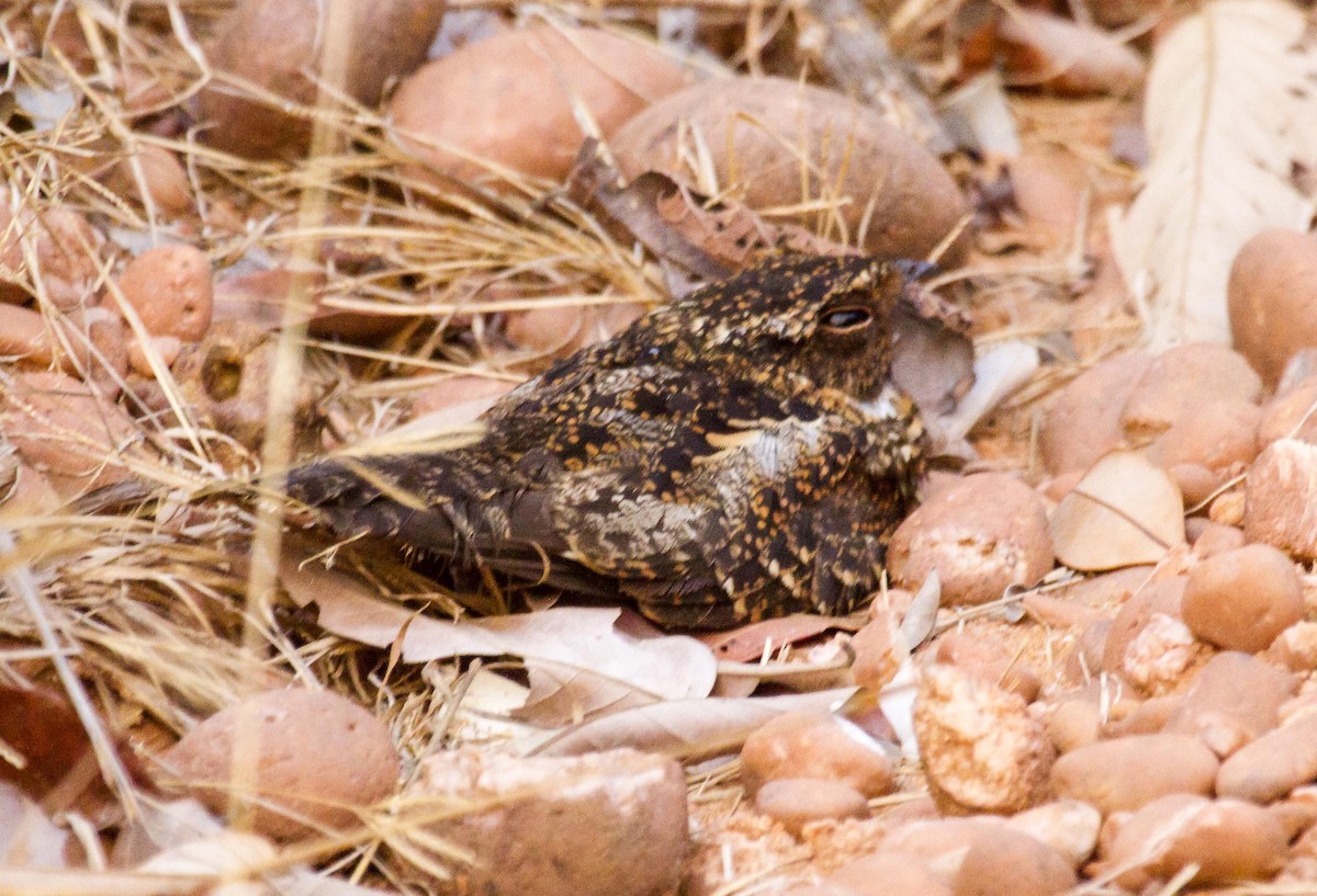 Blackish Nightjar - ML623990303