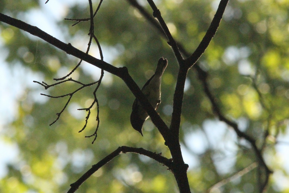 Black-throated Blue Warbler - ML623990305