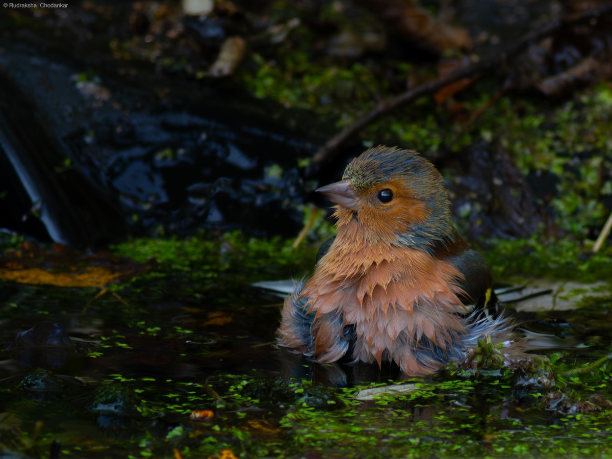 Common Chaffinch - ML623990326