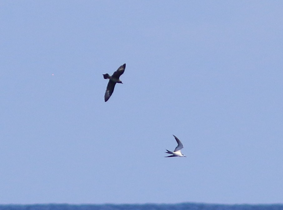 Long-tailed Jaeger - ML623990328