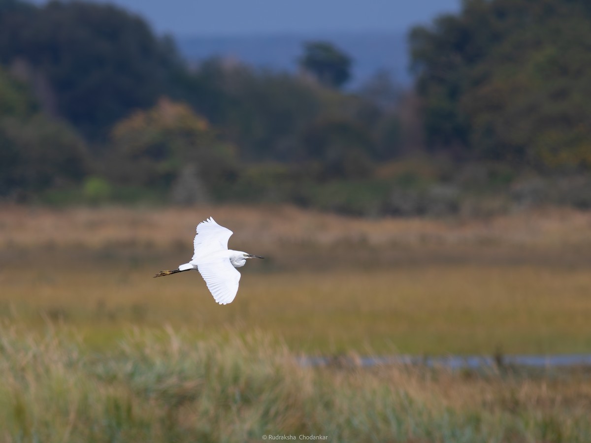 Little Egret - ML623990336