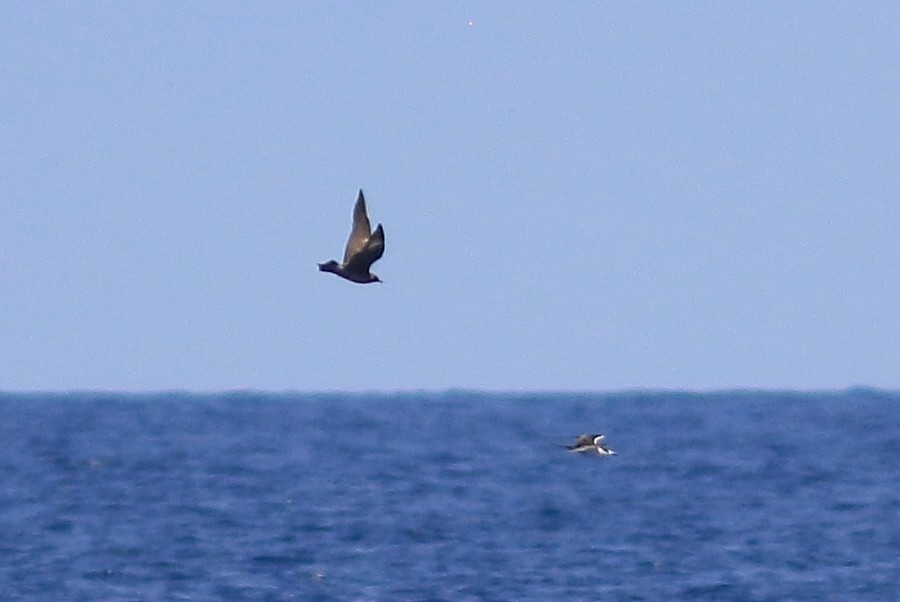 Long-tailed Jaeger - ML623990338