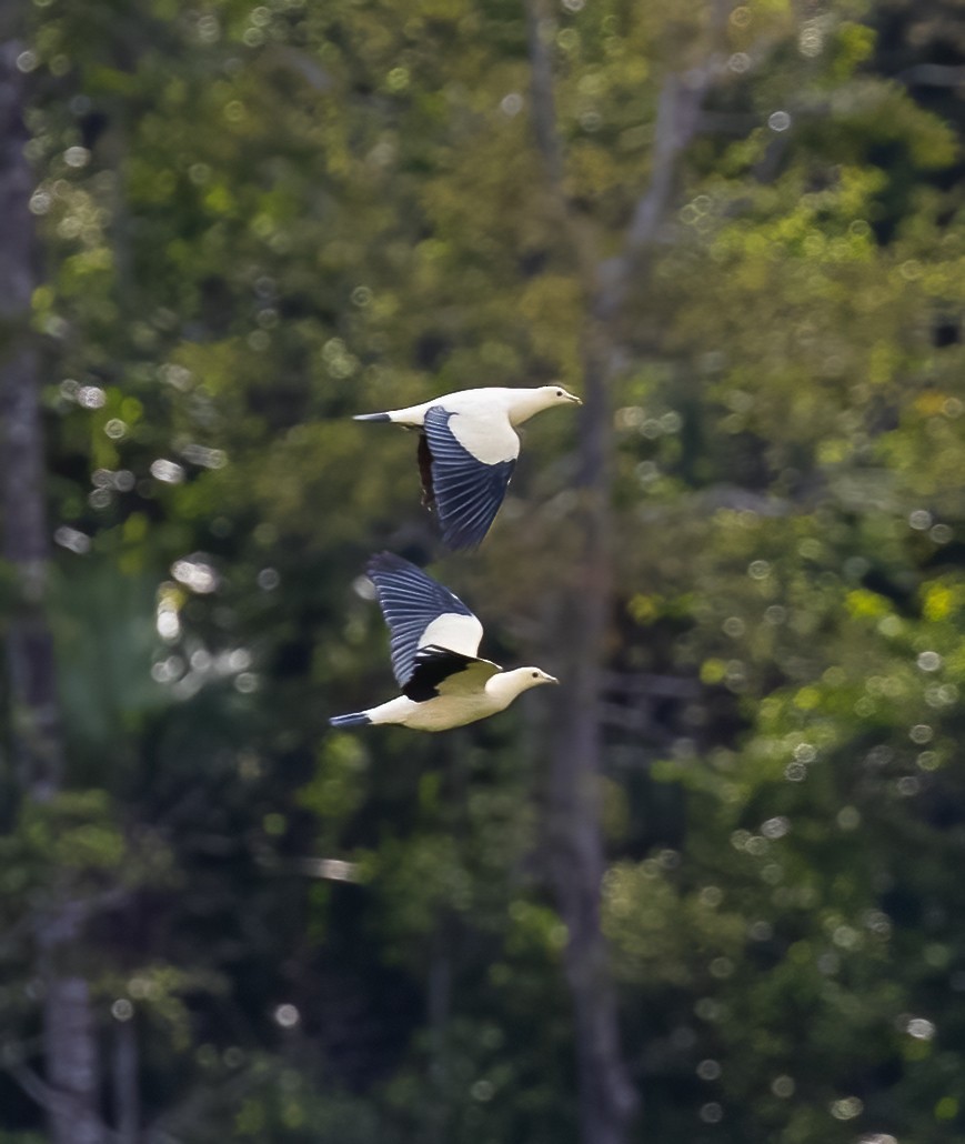 Silver-tipped Imperial-Pigeon - ML623990344