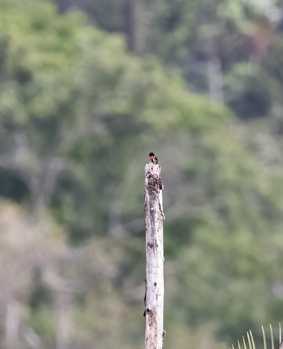 Gray-sided Flowerpecker - ML623990351