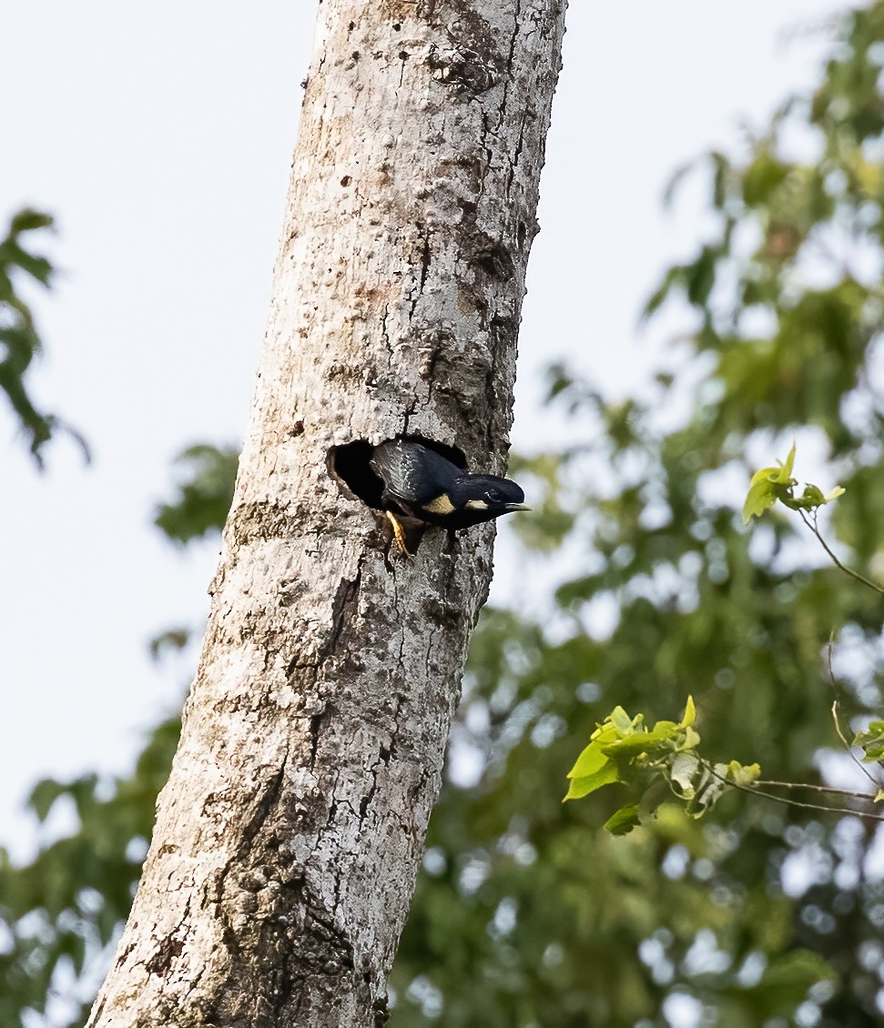 Sulawesi Myna - ML623990367