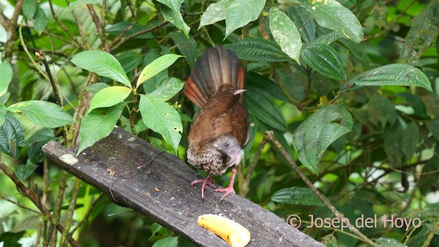 Speckled Chachalaca - ML623990381