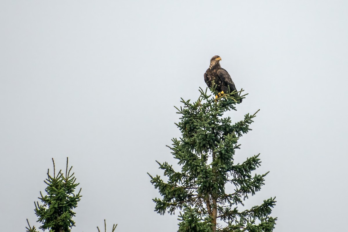 Weißkopf-Seeadler - ML623990404