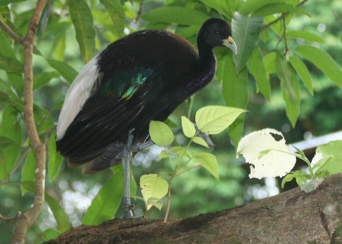 Pale-winged Trumpeter - ML623990412