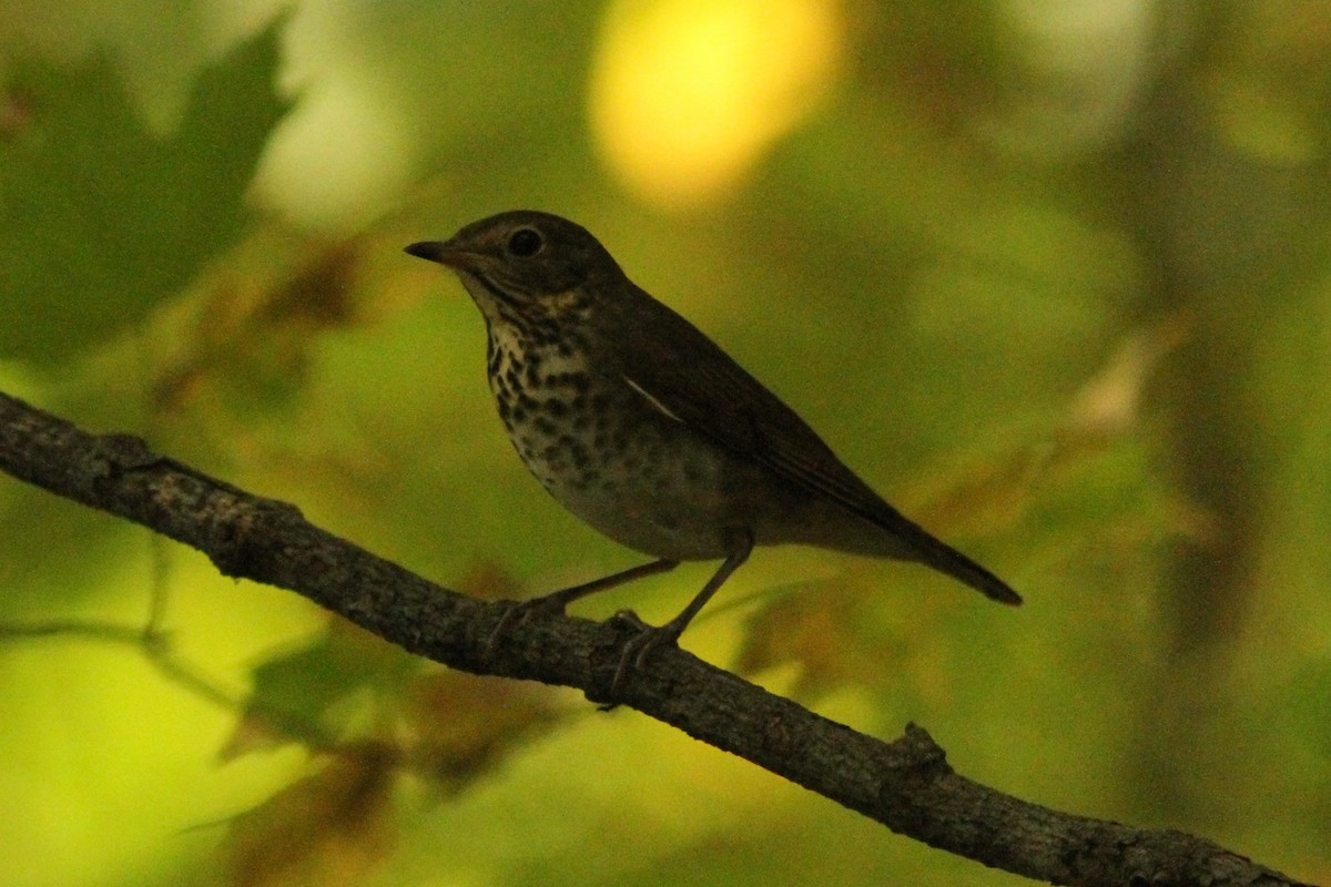 Gray-cheeked Thrush - ML623990452