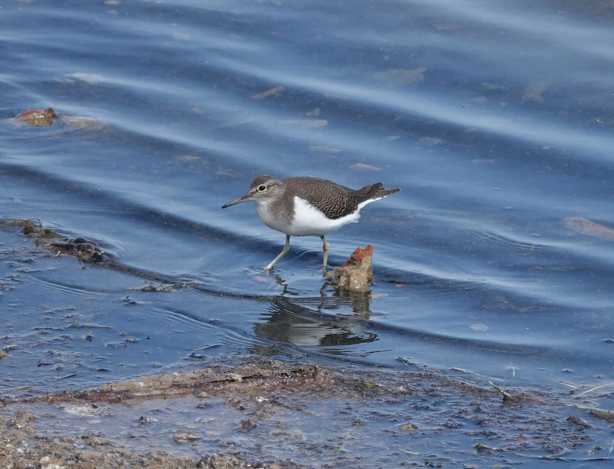 Common Sandpiper - Juan Ramírez