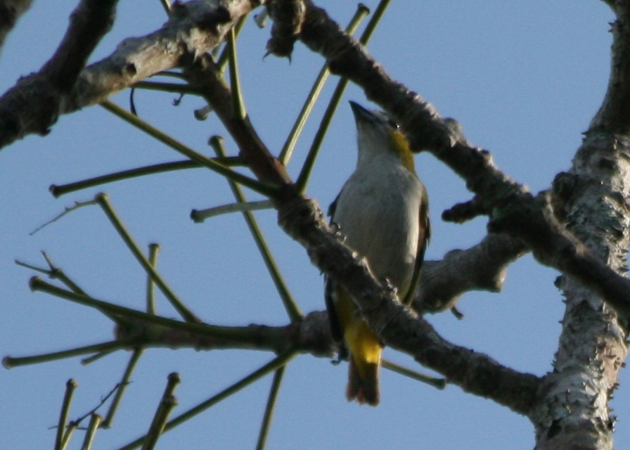 Yellow-shouldered Grosbeak - ML623990460