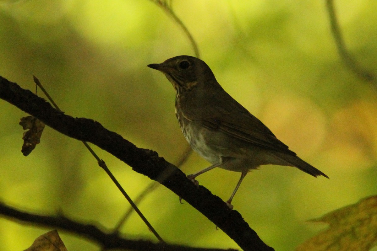 Gray-cheeked Thrush - ML623990476