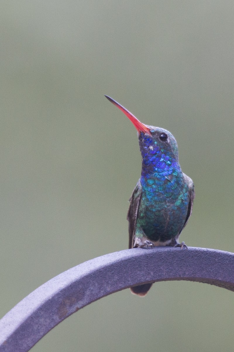 Broad-billed Hummingbird - ML623990478