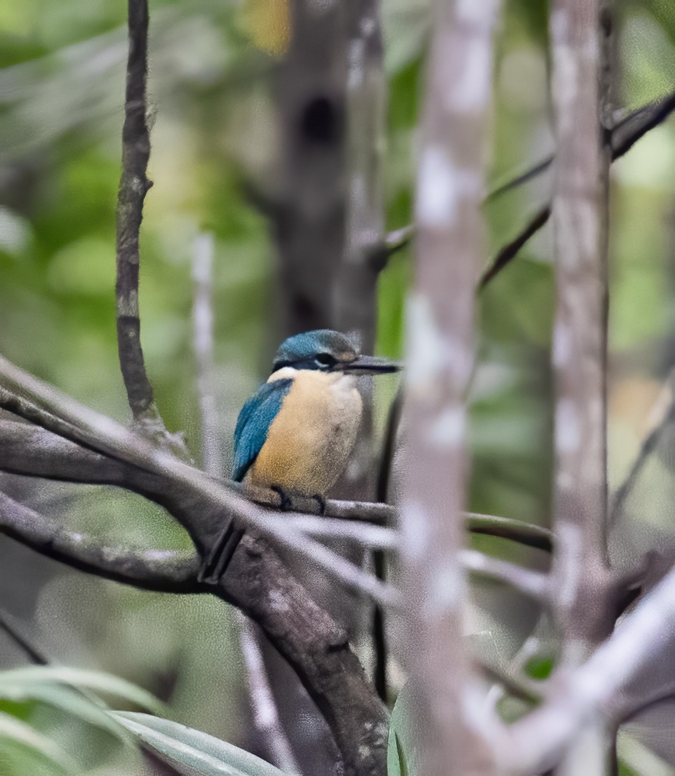 Sacred Kingfisher - Peter Seubert