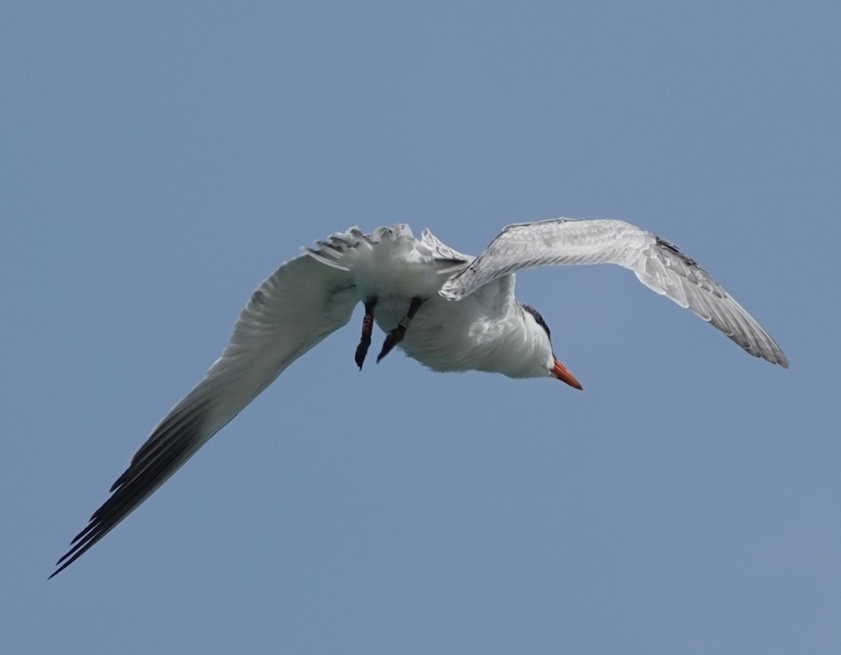 Caspian Tern - Juan Ramírez