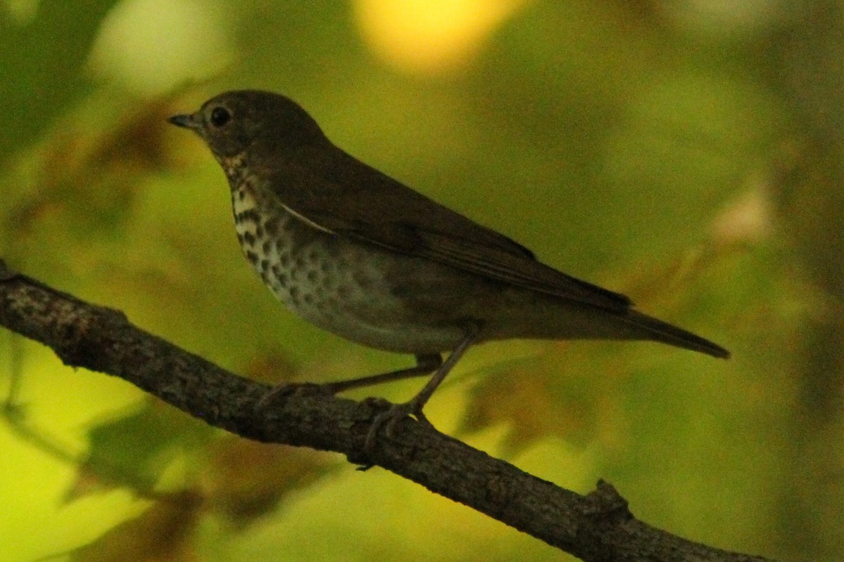 Gray-cheeked Thrush - Josh Duis