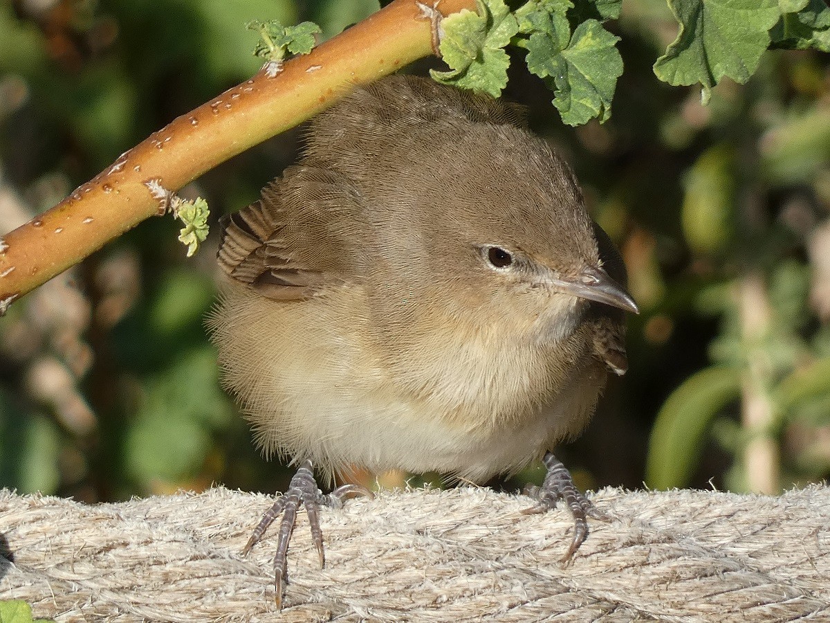 Garden Warbler - ML623990526