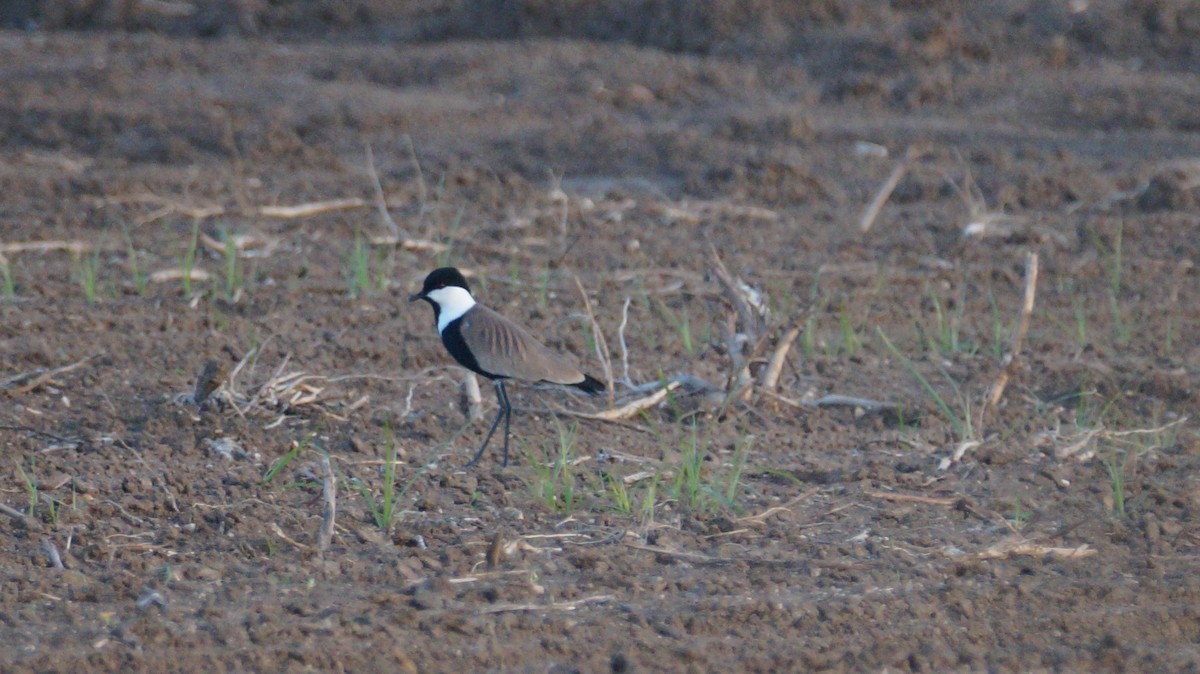 Spur-winged Lapwing - ML623990541