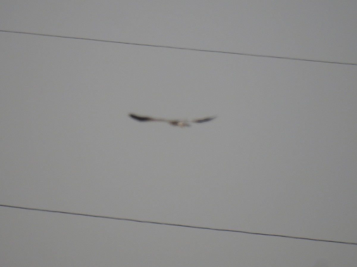 Pallid Harrier - Irvin Calicut